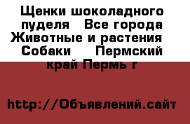 Щенки шоколадного пуделя - Все города Животные и растения » Собаки   . Пермский край,Пермь г.